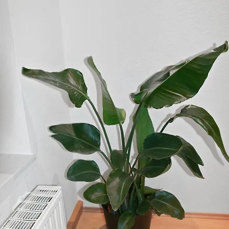 Hochwertiger Ausgestatteter Fuer 8 Personen, 3 Schlafzimmer, 2 Parkplaetze, Wlan Dresden